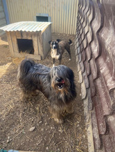 NIKOLAS, Hund, Mischlingshund in Rumänien - Bild 6
