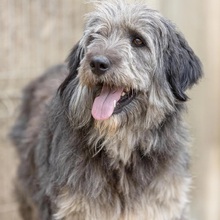 NIKOLAS, Hund, Mischlingshund in Rumänien - Bild 7