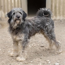 NIKOLAS, Hund, Mischlingshund in Rumänien - Bild 8