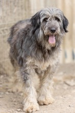 NIKOLAS, Hund, Mischlingshund in Rumänien - Bild 9