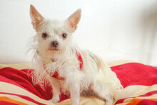 STELLICA, Hund, Chihuahua-Yorkshire Terrier-Shih Tzu-Mix in Lauf