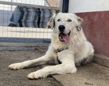 LEOPOLD, Hund, Herdenschutzhund-Mix in Kraupa - Bild 1