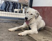 LEOPOLD, Hund, Herdenschutzhund-Mix in Kraupa - Bild 2