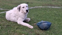 LEOPOLD, Hund, Herdenschutzhund-Mix in Kraupa - Bild 5