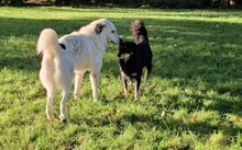 LEOPOLD, Hund, Herdenschutzhund-Mix in Kraupa - Bild 6