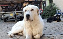 LEOPOLD, Hund, Herdenschutzhund-Mix in Kraupa - Bild 7