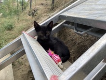 ASTERIX, Katze, Hauskatze in Rumänien - Bild 10