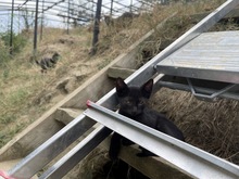 ASTERIX, Katze, Hauskatze in Rumänien - Bild 11