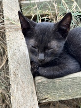 ASTERIX, Katze, Hauskatze in Rumänien - Bild 7