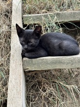 ASTERIX, Katze, Hauskatze in Rumänien - Bild 8