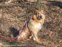 MUSTASH, Hund, Terrier-Schnauzer-Mix in Egelsbach - Bild 2