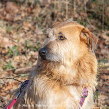 MUSTASH, Hund, Terrier-Schnauzer-Mix in Egelsbach - Bild 6