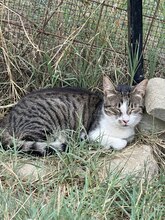 MISSY, Katze, Hauskatze in Rumänien - Bild 2