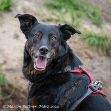 MOON, Hund, Beauceron-Mix in Egelsbach - Bild 1