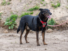 MOON, Hund, Beauceron-Mix in Egelsbach - Bild 2