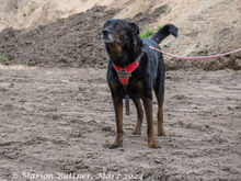 MOON, Hund, Beauceron-Mix in Egelsbach - Bild 3