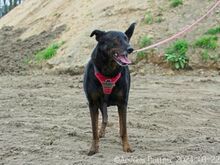 MOON, Hund, Beauceron-Mix in Egelsbach - Bild 4