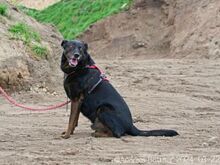 MOON, Hund, Beauceron-Mix in Egelsbach - Bild 5