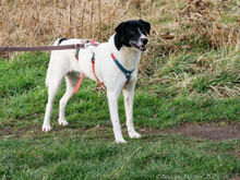 ELLIOT, Hund, Deutscher Schäferhund-Mix in Egelsbach - Bild 1