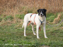 ELLIOT, Hund, Deutscher Schäferhund-Mix in Egelsbach - Bild 3