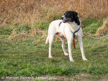 ELLIOT, Hund, Deutscher Schäferhund-Mix in Egelsbach - Bild 4