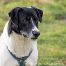 ELLIOT, Hund, Deutscher Schäferhund-Mix in Egelsbach - Bild 5