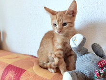 AMIR, Katze, Europäisch Kurzhaar in München