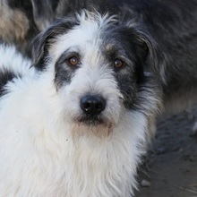 NOSY, Hund, Mischlingshund in Rumänien - Bild 1