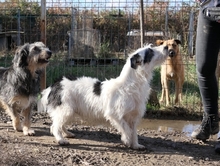 NOSY, Hund, Mischlingshund in Rumänien - Bild 3