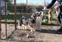 NOSY, Hund, Mischlingshund in Rumänien - Bild 8