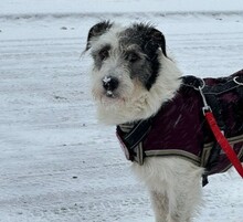 NOSY, Hund, Mischlingshund in Hohen Neuendorf