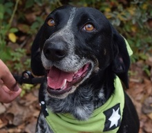 AZOR, Hund, Mischlingshund in Slowakische Republik - Bild 1