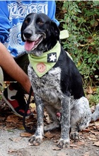 AZOR, Hund, Mischlingshund in Slowakische Republik - Bild 2