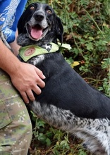 AZOR, Hund, Mischlingshund in Slowakische Republik - Bild 4