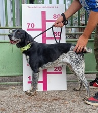 AZOR, Hund, Mischlingshund in Slowakische Republik - Bild 6