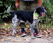 AZOR, Hund, Mischlingshund in Slowakische Republik - Bild 7