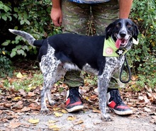 AZOR, Hund, Mischlingshund in Slowakische Republik - Bild 8