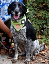 AZOR, Hund, Mischlingshund in Slowakische Republik - Bild 9