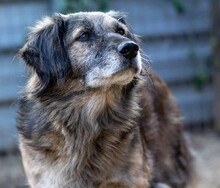 PUFI, Hund, Mischlingshund in Wiefelstede - Bild 1