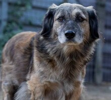 PUFI, Hund, Mischlingshund in Wiefelstede - Bild 10