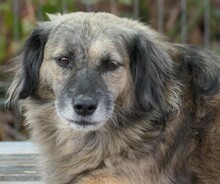 PUFI, Hund, Mischlingshund in Wiefelstede - Bild 11