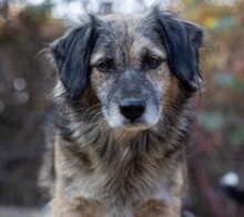 PUFI, Hund, Mischlingshund in Wiefelstede - Bild 2