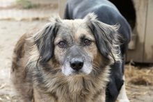 PUFI, Hund, Mischlingshund in Wiefelstede - Bild 3
