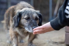 PUFI, Hund, Mischlingshund in Wiefelstede - Bild 4