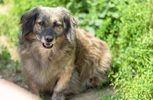 PUFI, Hund, Mischlingshund in Wiefelstede - Bild 5