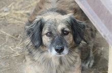 PUFI, Hund, Mischlingshund in Wiefelstede - Bild 6