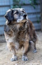 PUFI, Hund, Mischlingshund in Wiefelstede - Bild 7
