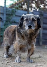 PUFI, Hund, Mischlingshund in Wiefelstede - Bild 8