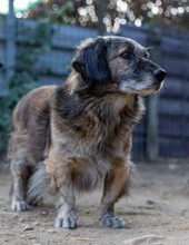 PUFI, Hund, Mischlingshund in Wiefelstede - Bild 9