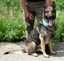 RENEC42, Hund, Deutscher Schäferhund-Mix in Slowakische Republik - Bild 3